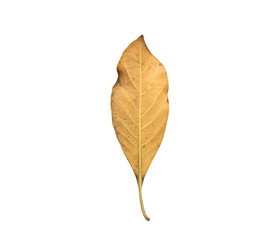 Isolated back surface of old jackfruit leaf with clipping paths.