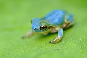 青色のアマガエル