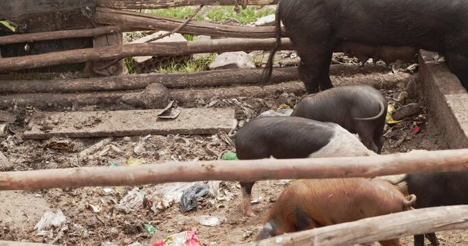 Pigs eating from trash filled enclosure Cusco Peru