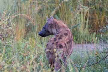 Hyäne am Morgen