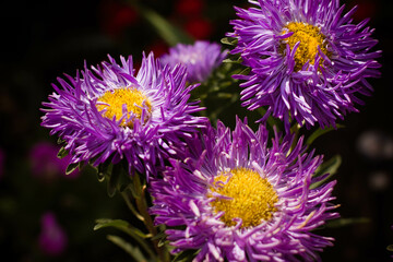 Obraz premium blooming flowers in a flower bed in summer