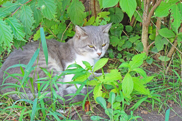 Naklejka na ściany i meble A gray cat with a white breast is lying on the ground in the green grass.