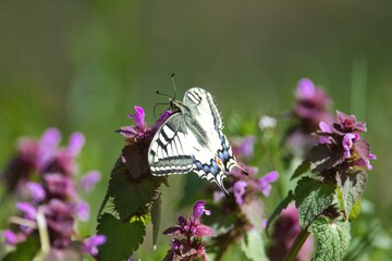 Ein Schwalbenschwanz Schmetterling sitzt im Frühling an einer Blume bei Sonnenschein, Papilio machaon