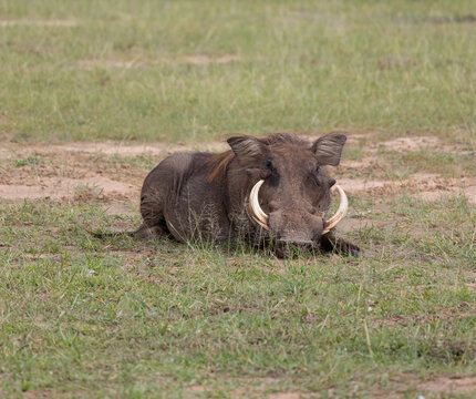Liegender Pumba