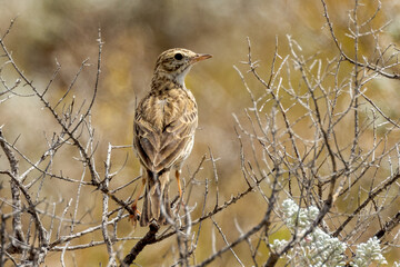Australasian Pipit in South Australia