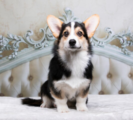 corgi puppy 5 months old dog lies on the bed