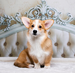 corgi puppy 5 months old dog lies on the bed
