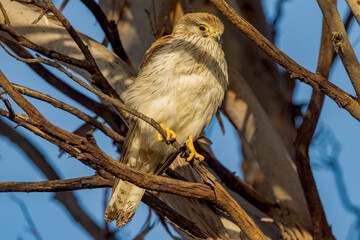 Nankeen Kestrel in South Australia