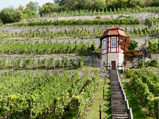 Weinberg bei Freyburg am Saale-Unstrut Radweg mit Terrassen und historischem Wächterhäuschen
