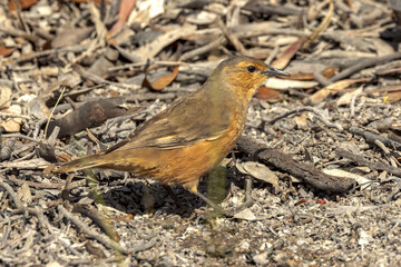 Rufous Treecreeper in South Australia