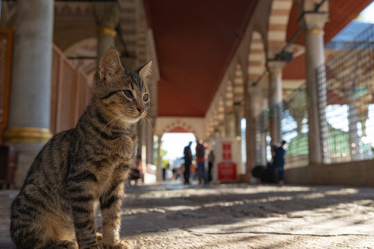 Stray cats of Istanbul background photo. A stray cat sitting in the mosque