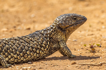 Shingle-backed Lizard in South Australia