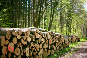 Holzpolter am Waldweg