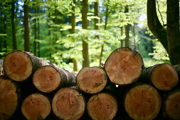 Holzpolter im Mischwald