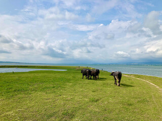 Buffalors on a meadow