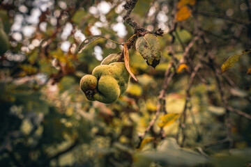 Birnenbaum mit reifen Birnen im Herbst.