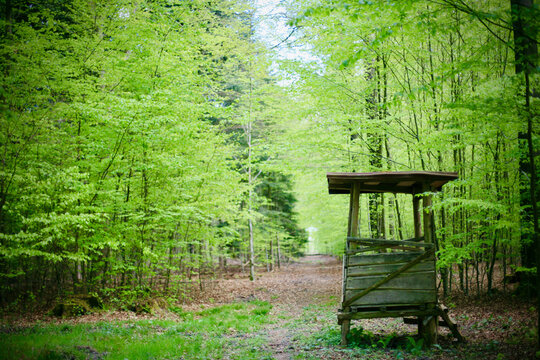 Ansitz im Wald