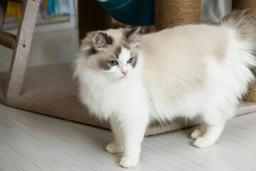 Fluffy cute cat breed ragdoll.