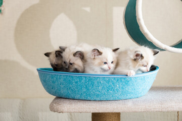 Four cute fluffy kittens of the ragdoll breed.