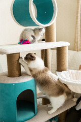 A cat and a kitten of the ragdoll breed. The cat sharpens its claws. Cat Complex