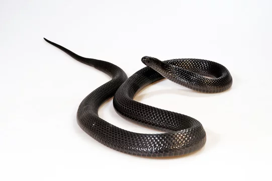 Eierschlange の画像 26 件の Stock 写真 ベクターおよびビデオ Adobe Stock