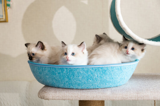 Four cute fluffy kittens of the ragdoll breed.
