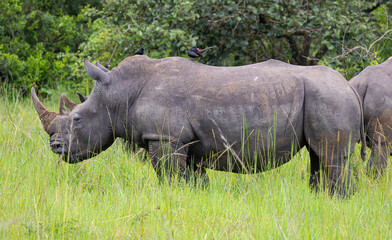 Obraz premium Gewaltiges Nashorn