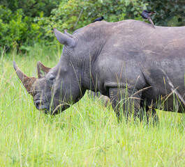 Stehendes Nashorn