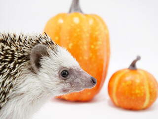 ハリネズミとハロウィンのカボチャ