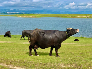 Buffaloes in the field