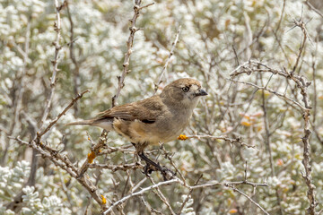 Southern Whiteface in South Australia