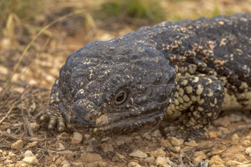 Shingle-backed Lizard in South Australia