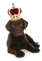 Brown Labrador Puppy wearing a crown for most popular dog breed