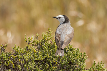 White-fronted Chat in South Australia