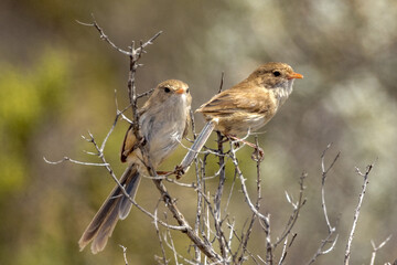 White-winged Fairywren in South Australia
