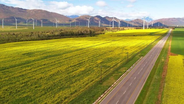 Aerials of Canola Lands between multiple Wind Turbines