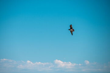 Bird seen soaring against clear blue sky