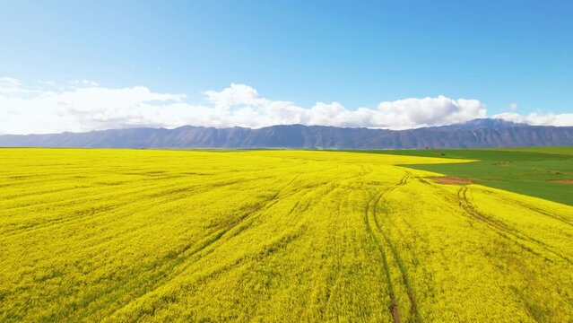 Aerial footage of yellow Canola fields and mountain