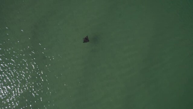 View From Above Of A Manta Ray Under Water Surface In Queensland, Australia. Aerial Top-down