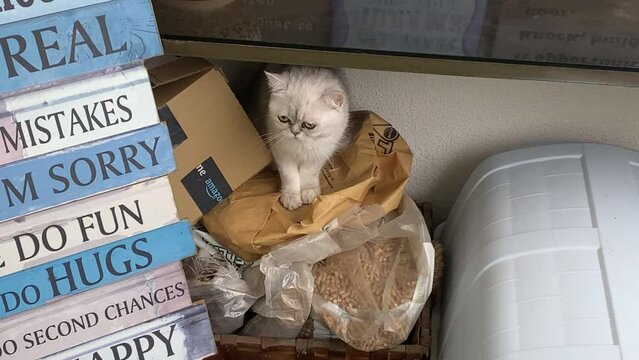 Persian cat relaxed after having been playing. Very cute and happy. chinchilla cats family.