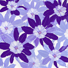 Fototapeta premium Bunch of lavender flowers on a white background. lavandula is a genus of 47 known species of flowering plants in the mint family, lamiaceae