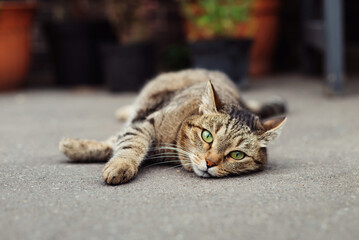 Striped cat with green eyes lies on the pavement