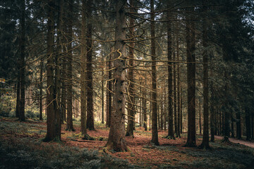 Obraz premium Beautiful view of an alley of tall pine trees through a hole in late summer