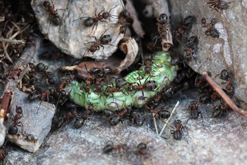 ants with a caterpillar as prey