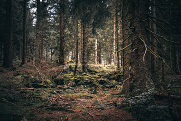 Obraz premium Der Bayerische Wald zum Herbstanfang mit grünem Wald und Bäumen. Bayern Deutschland