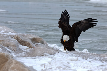Bald  eagle on the shore of the lake Michigan