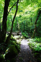 Obraz premium refreshing summer forest in the sunlight