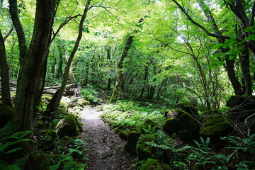 refreshing summer forest in the sunlight
