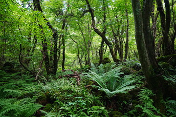 Obraz premium mossy trees in summer forest