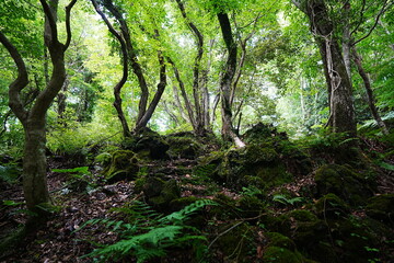 Obraz premium mossy rocks and old trees in wild forest